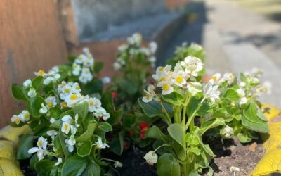 Цветята 💐🌷🪷🌹🌺🌸🌼🌻
винаги правят хората по-добри, по-щастливи и по-полезни.
Те са слънцето, храната и лекарството за душата. -Лутер…